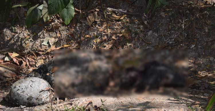 কৃষকের অর্ধেক গরু নিয়ে গেল চোর