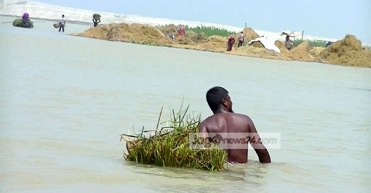 হাওরে থামছে না কৃষকের হাহাকার