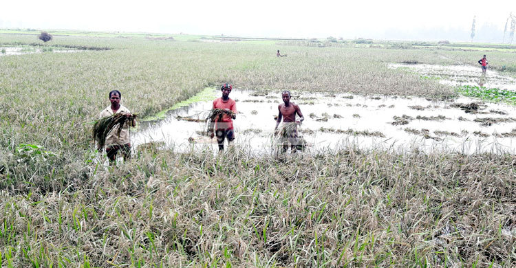 কুড়িগ্রামে ঋণের বোঝা নিয়ে বিপাকে কৃষক
