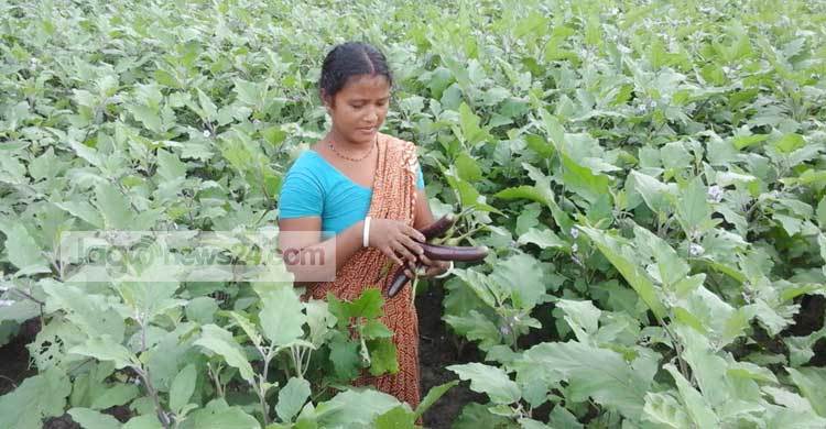 কুড়িগ্রামের সফল কৃষক দম্পতি ধীরেন-দীপ্তি