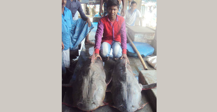 তিন মণ ওজনের আইড় মাছ ৯০ হাজার টাকা