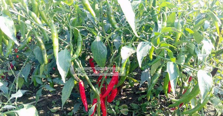 চরাঞ্চলে মরিচের বাম্পার ফলন
