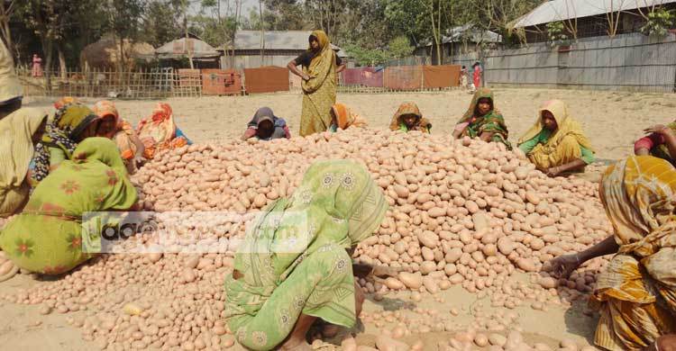 ‘আলু নিয়া বিপাকত পড়েছি’