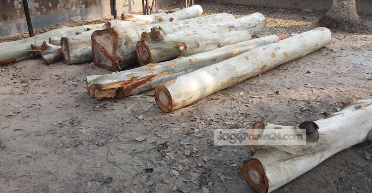 রাতের আঁধারে কাটা হচ্ছে রাস্তার সরকারি গাছ