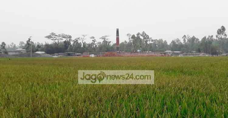ইটভাটার বিষাক্ত ধোঁয়ায় ক্ষতিগ্রস্ত ৪ হেক্টর জমির ধান