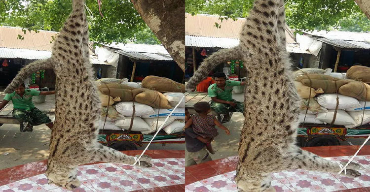 পিটিয়ে হত্যার পর চিতা বাঘকে ঝুলিয়ে রাখল গ্রামবাসী