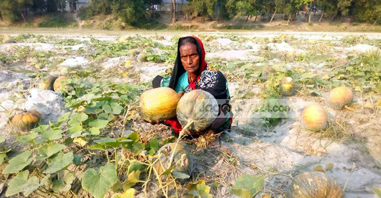 তিস্তার চরে মিষ্টি কুমড়ার বাম্পার ফলন