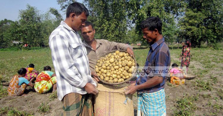 ‘বাজারত হামার আলুর দামই নাই’