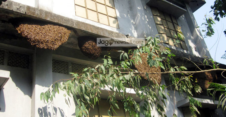 মৌমাছির ভয়ে স্কুল ছাড়ছে শিক্ষার্থীরা