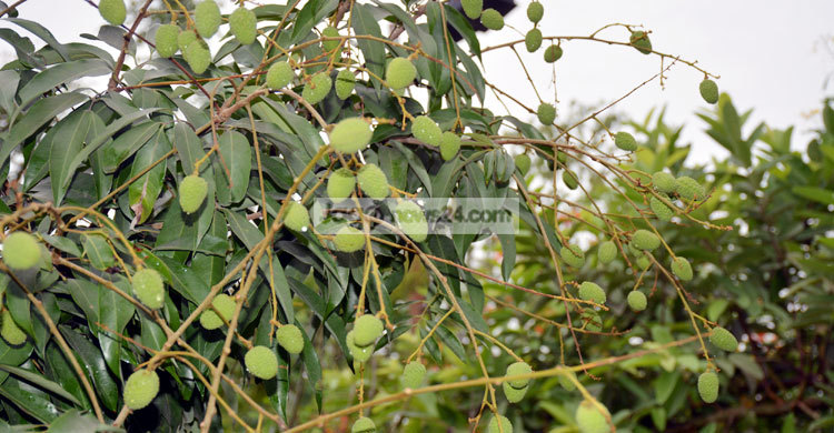 দিনাজপুরে রেকর্ড পরিমাণ লিচু উৎপাদনের সম্ভাবনা