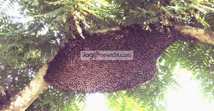 মধু সংগ্রহে গিয়ে আর মৌচাকে ফিরছে না মৌমাছি