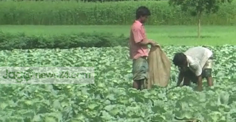আগাম ফুলকপি চাষে লাভবান কৃষক