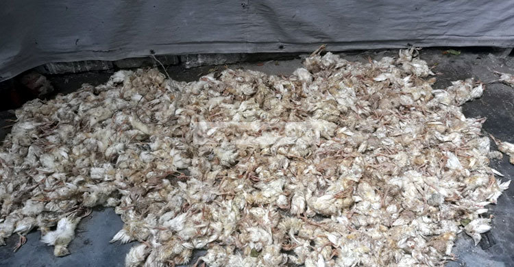 ১ হাজার মুরগির বাচ্চার মৃত্যু