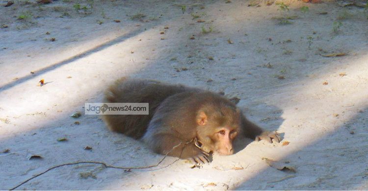 ভারতীয় বানর নিয়ে বিপাকে বিজিবি