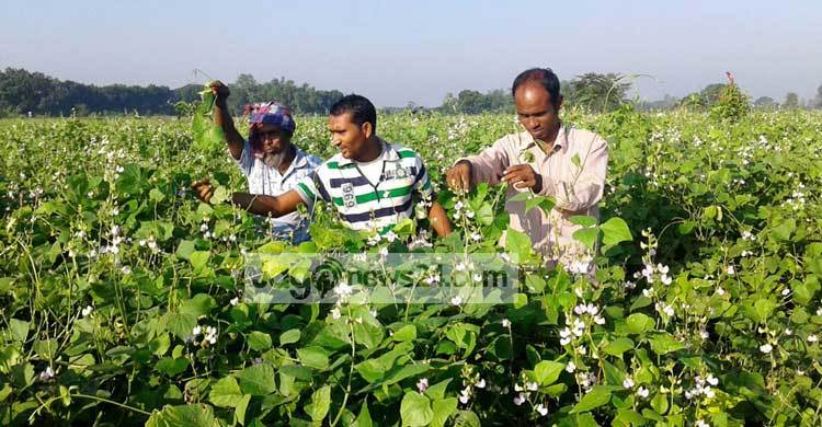 নওগাঁয় শিমে পচন রোগে বিপাকে চাষীরা
