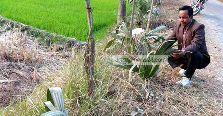 তালগাছ রোপণই তার নেশা