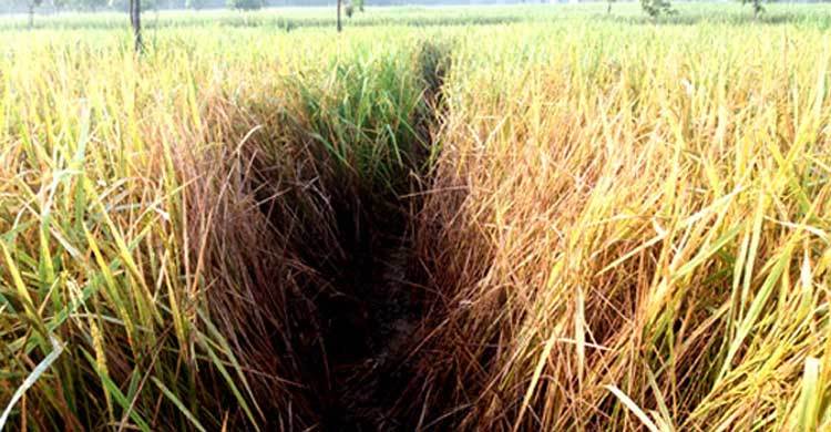 নওগাঁয় আমন ধানে ফড়িং পোকার আক্রমণ