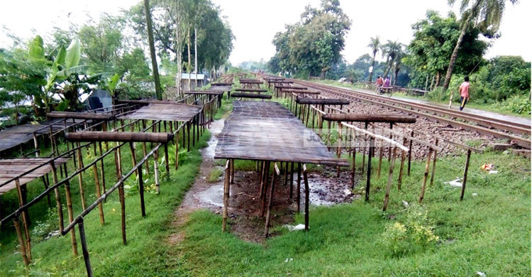 দেশীয় মাছের সংকট : উদ্বিগ্ন শুঁটকি ব্যবসায়ীরা