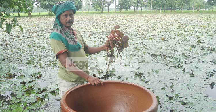 পানিফল চাষে স্বাবলম্বী সাইদুর