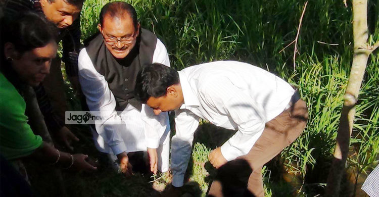 বদলগাছীতে সাড়ে ৪ লাখ তাল বীজ রোপণ