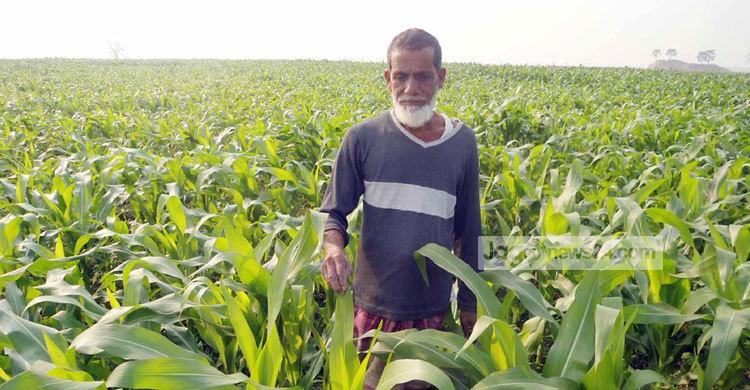 নওগাঁয় বাড়ছে ভুট্টার আবাদ
