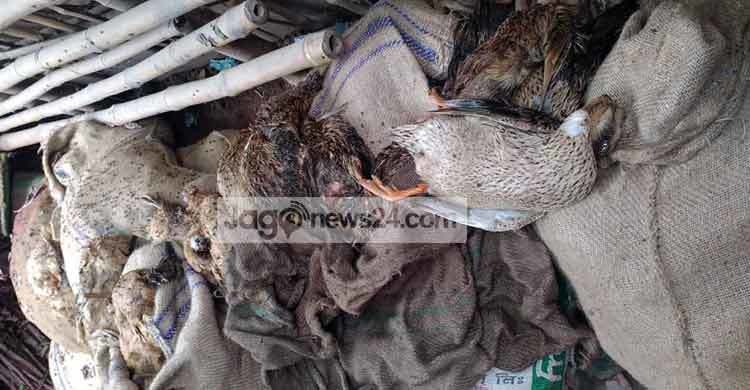 নওগাঁয় আট বস্তা জবাই করা হাঁস উদ্ধার