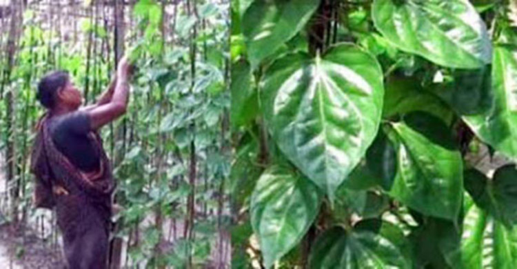 ভারতীয় পান আমদানিতে লোকসানের মুখে চাষিরা