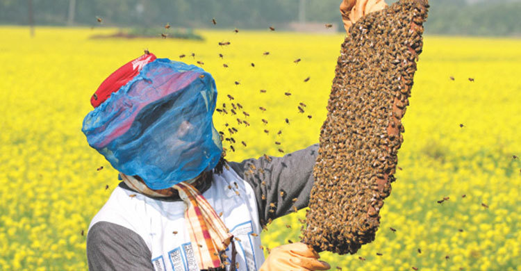নড়াইলে সরিষাখেতে মধুচাষ