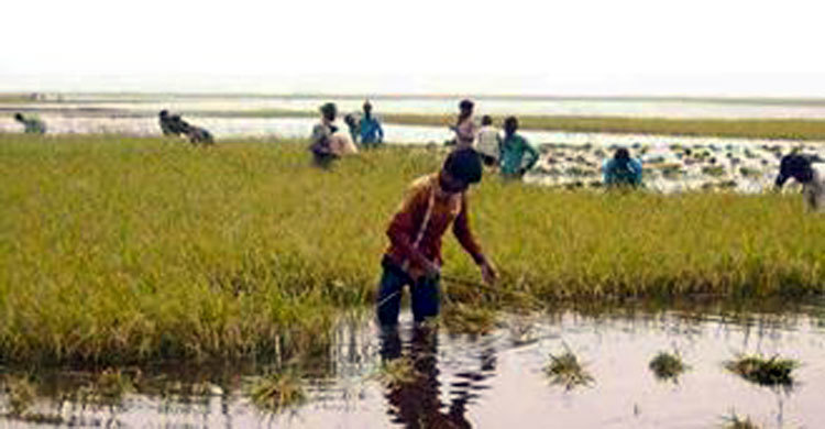 চলনবিলে ডুবছে পাকা ধান