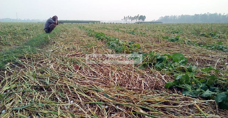 নাটোরে শিলা বৃষ্টিতে ফসলের ক্ষতির আশঙ্কা