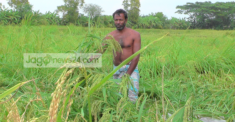 নিম্নচাপের প্রভাবে নোয়াখালীতে ফসলের ব্যাপক ক্ষতি