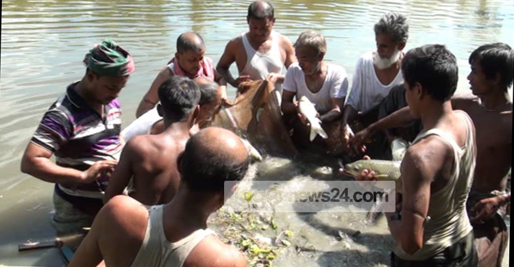 বন্যার ক্ষতি পুষিয়ে মাছচাষে লাভবান চাষি