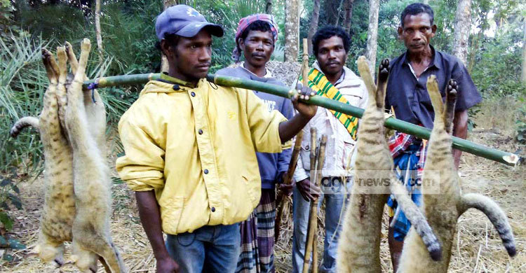 নওগাঁয় বন্যপ্রাণী নিধনে আদিবাসী  শিকারীরা