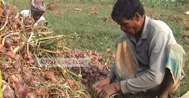 ‘সুখসাগর’ নিয়ে বিপাকে মেহেরপুরের পেঁয়াজ চাষিরা
