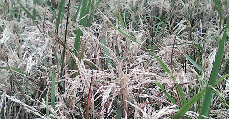 ধানের শীষপঁচা রোগ ও ইঁদুরের আক্রমণে নাজেহাল কৃষক