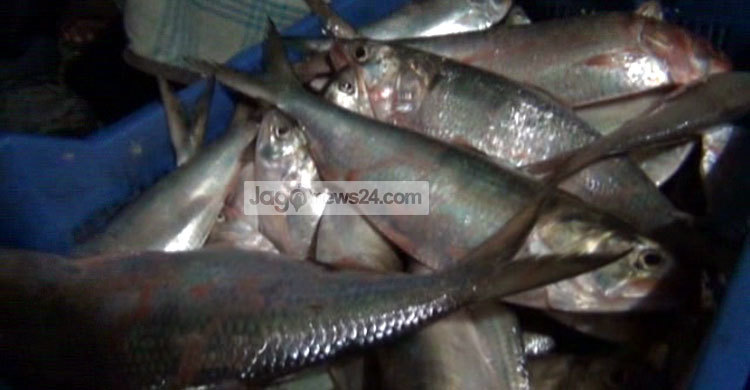 মুঠোফোনেই বিক্রি হচ্ছে রাতের আঁধারে ধরা ইলিশ