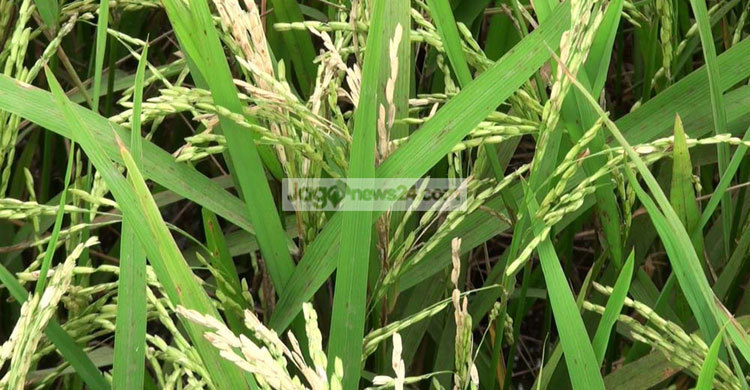 পঞ্চগড়ে বোরোখেতে নেক ব্লাস্ট, দিশেহারা কৃষক