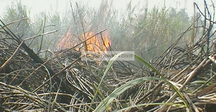 আখ ক্ষেতে রহস্যজনক আগুন
