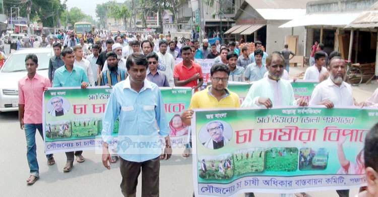 পঞ্চগড়ে চা পাতার মূল্যবৃদ্ধির দাবি