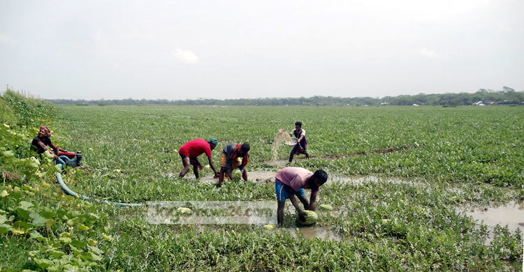 বসন্তের বৃষ্টিতে কৃষকের চোখে পানি