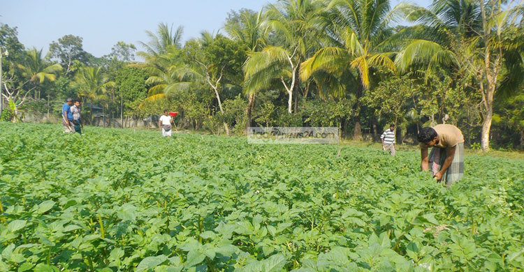 পটুয়াখালীতে আলুর পরিচর্যায় ব্যস্ত কৃষক