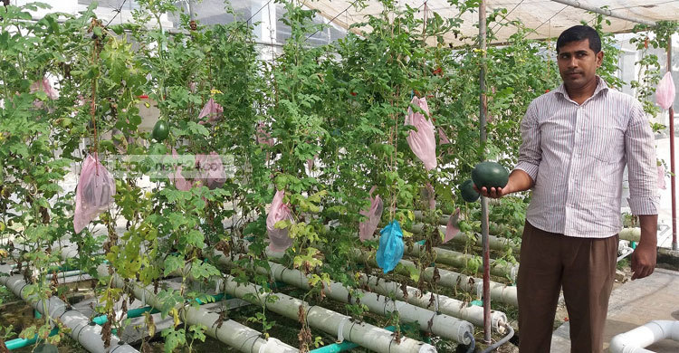 পটুয়াখালীতে হাইড্রোপনিক পদ্ধতিতে চাষবাদ