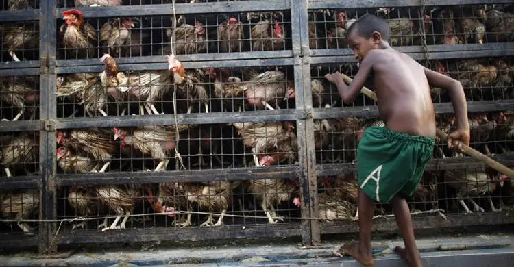 Bangladesh finds two outbreaks of H5N1 bird flu in poultry