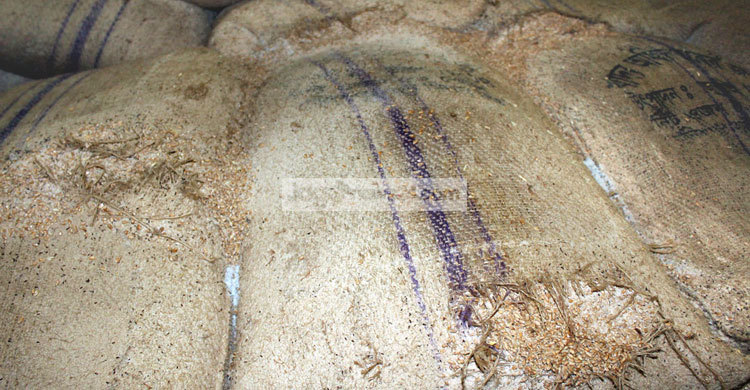 পোকায় খাচ্ছে সরকারের সাড়ে ৩ কোটি টাকার গম