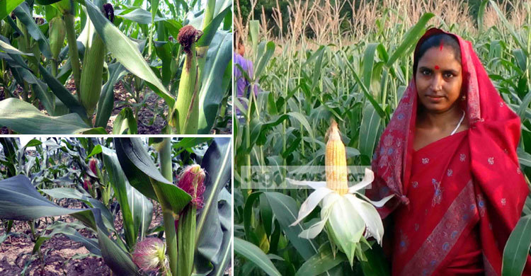 ভুট্টায় সফলতা দেখছেন পিরোজপুরের কৃষকরা