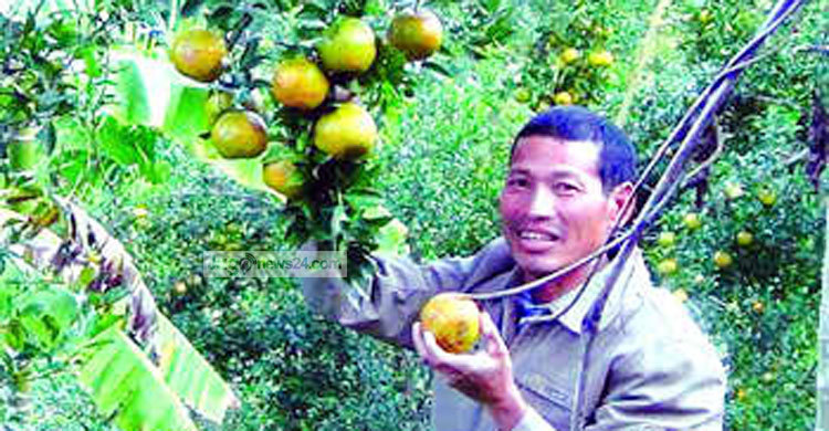 কমলা চাষে লাখপতি