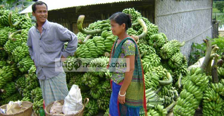 পাহাড়ের কলা যাচ্ছে সারাদেশে