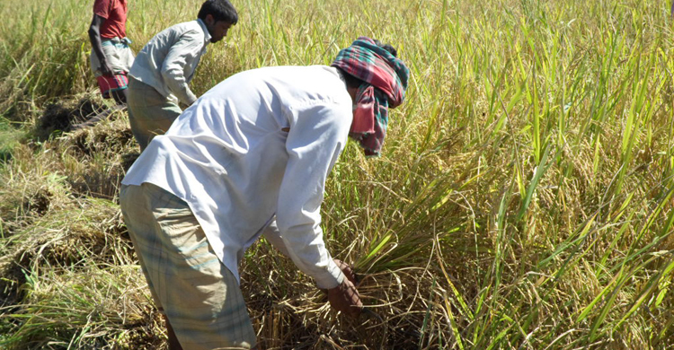 কক্সবাজারে আমনের বাম্পার ফলনে খুশি কৃষকরা