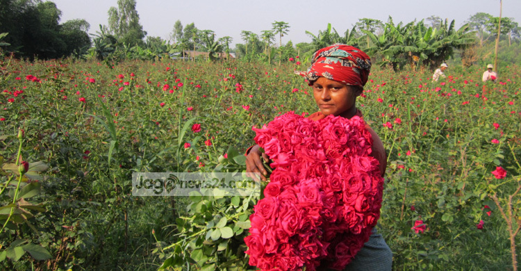 ভালোবাসা দিবসের সঙ্গী চকরিয়ার গোলাপ নগর