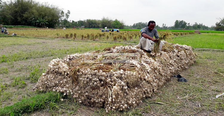 টানা বৃষ্টিতে বিপাকে রসুন চাষিরা